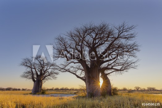 Bild på Sunrise at Baines Baobabs campsite no 2